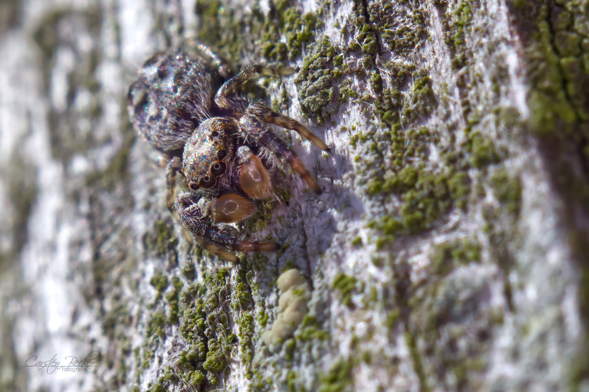 Marpissa Muscosa (m)