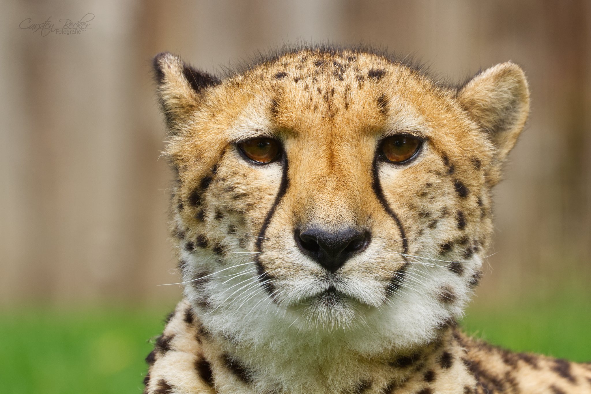 20190913_zoomuenster_gepard_016812620833516508783