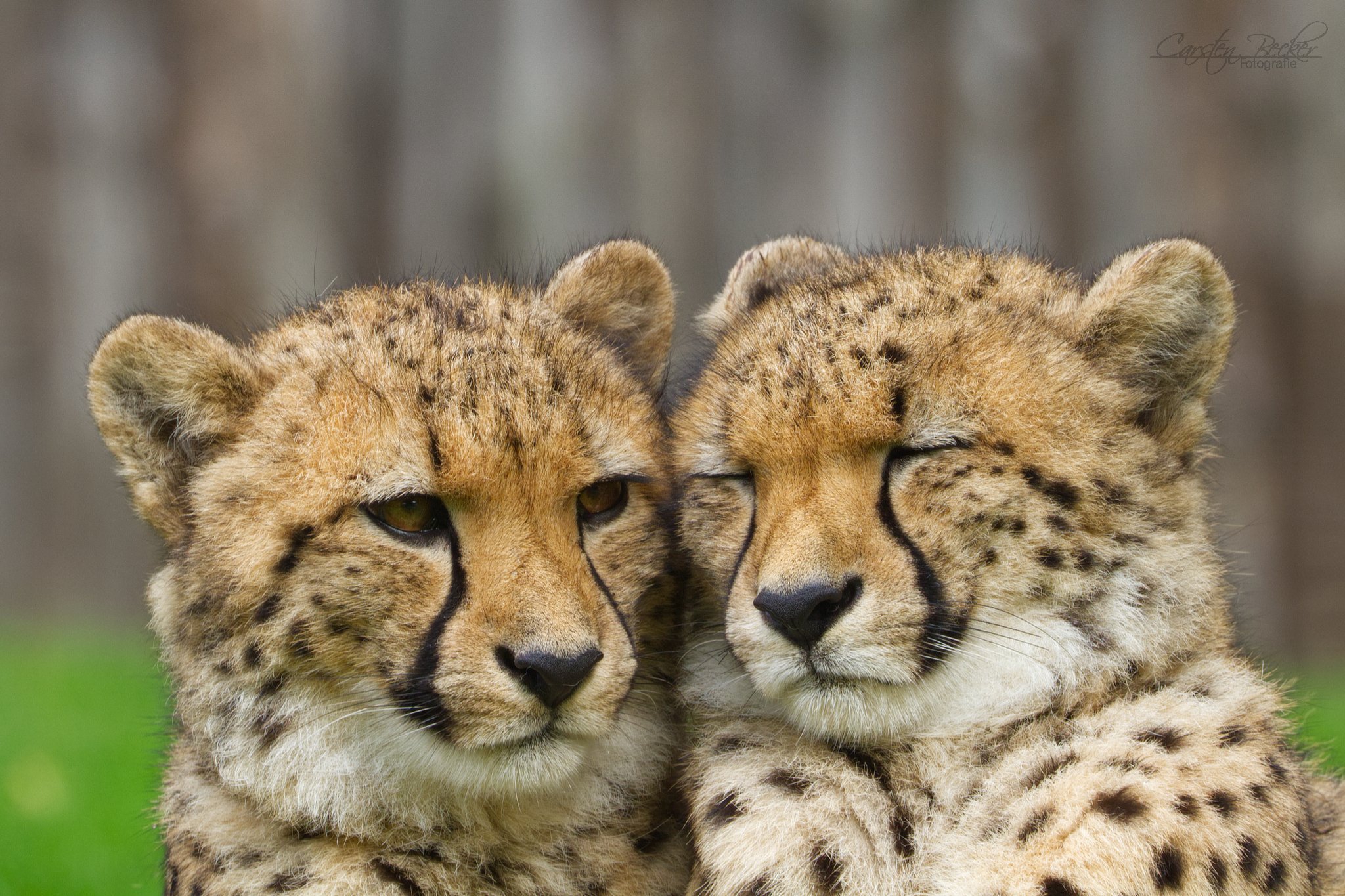 20190913_zoomuenster_gepard_027291588792385491030