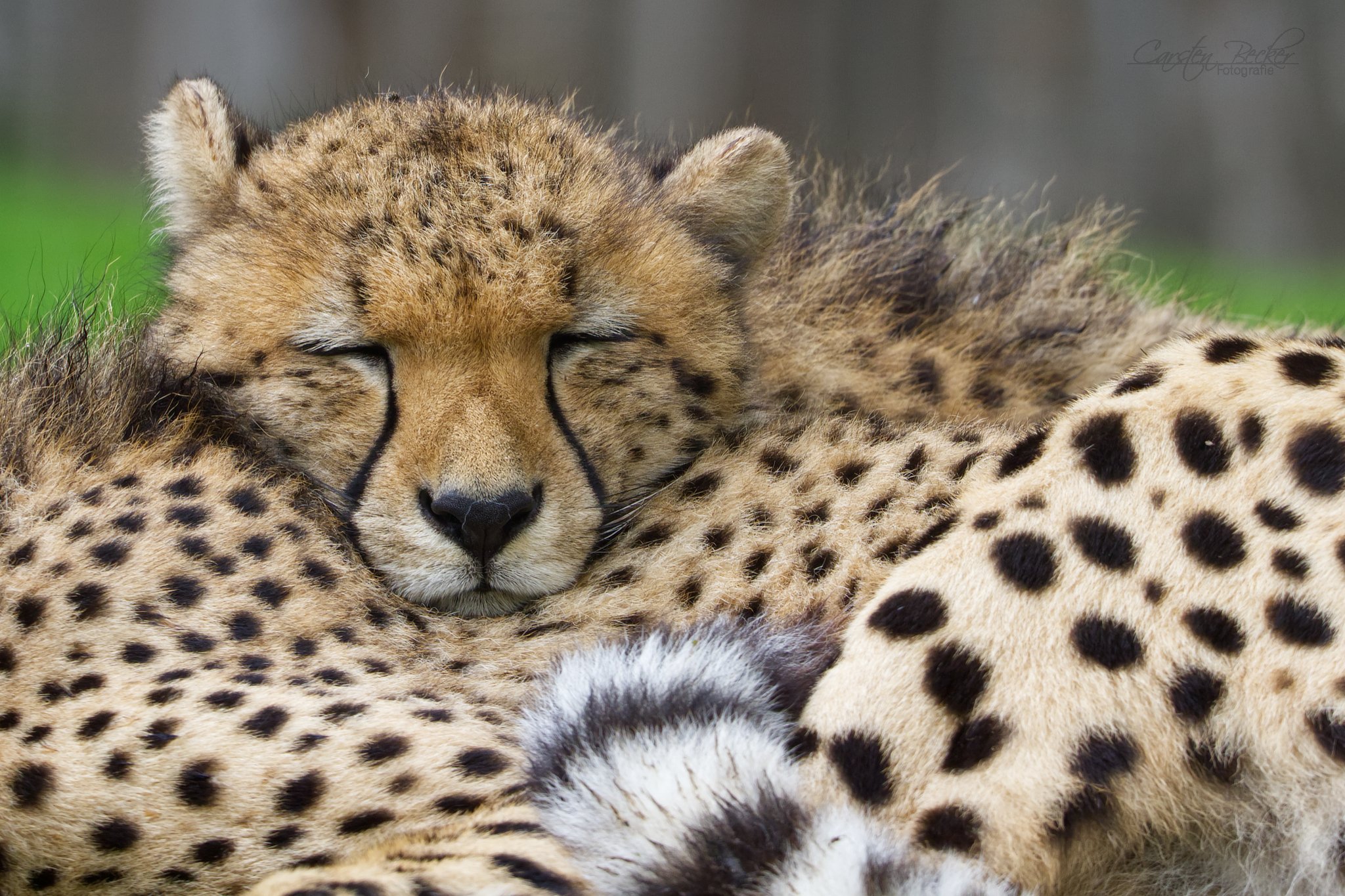 20190913_zoomuenster_gepard_031032520589330183297
