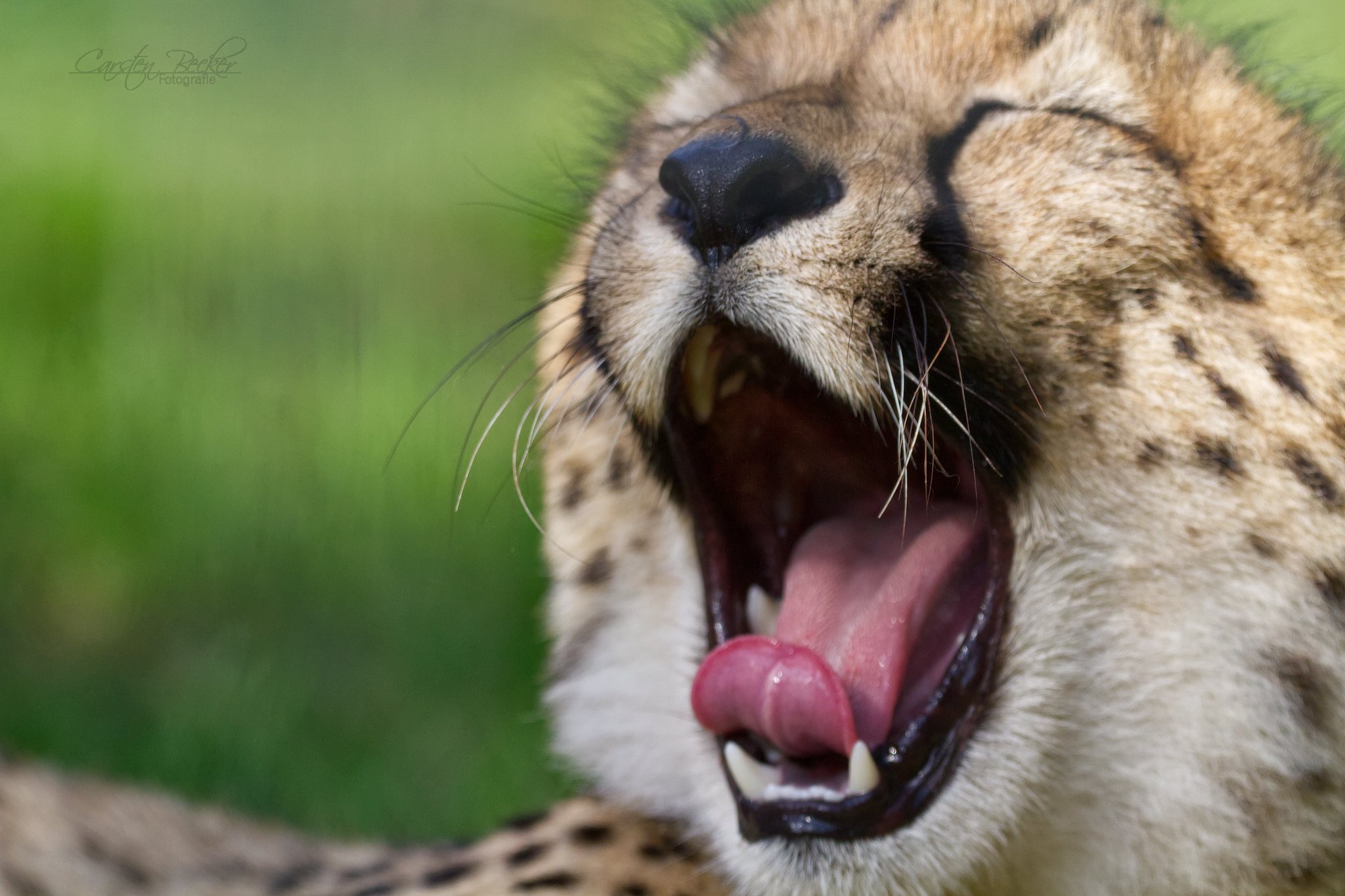 20190913_zoomuenster_gepard_044446387651549663713