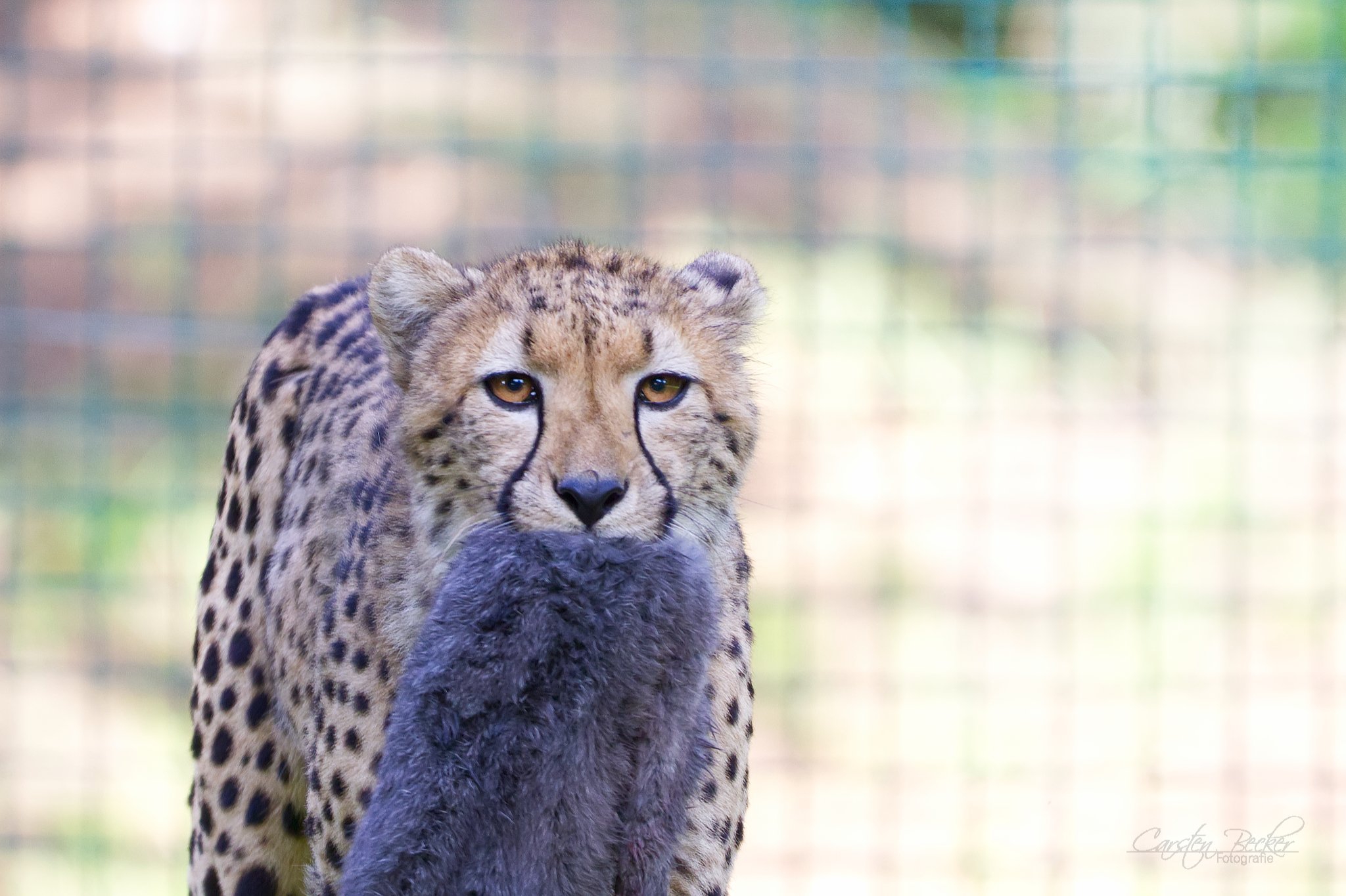 20190913_zoomuenster_gepard_054047265936588817972