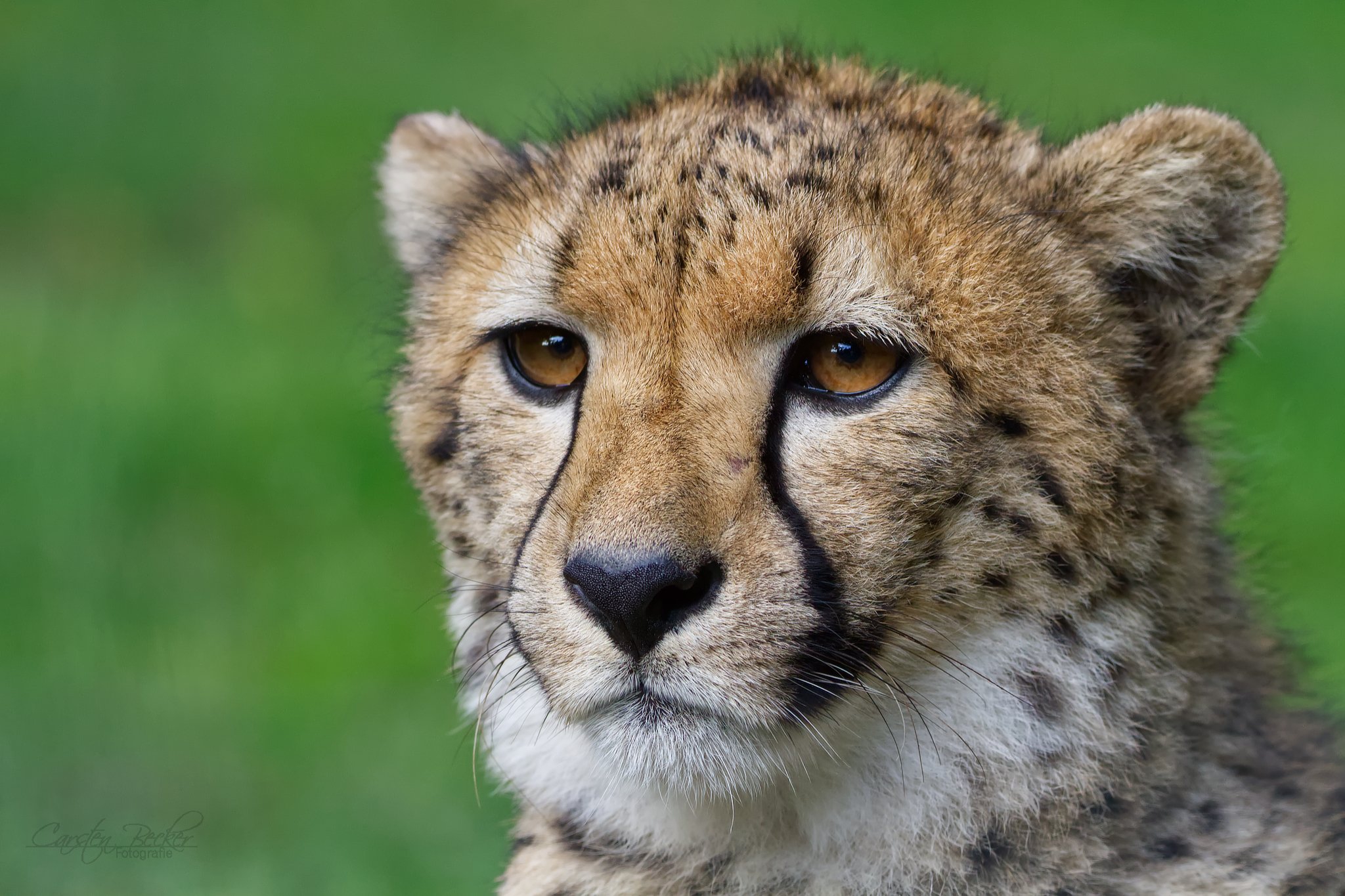 20190913_zoomuenster_gepard_06632564117755524578