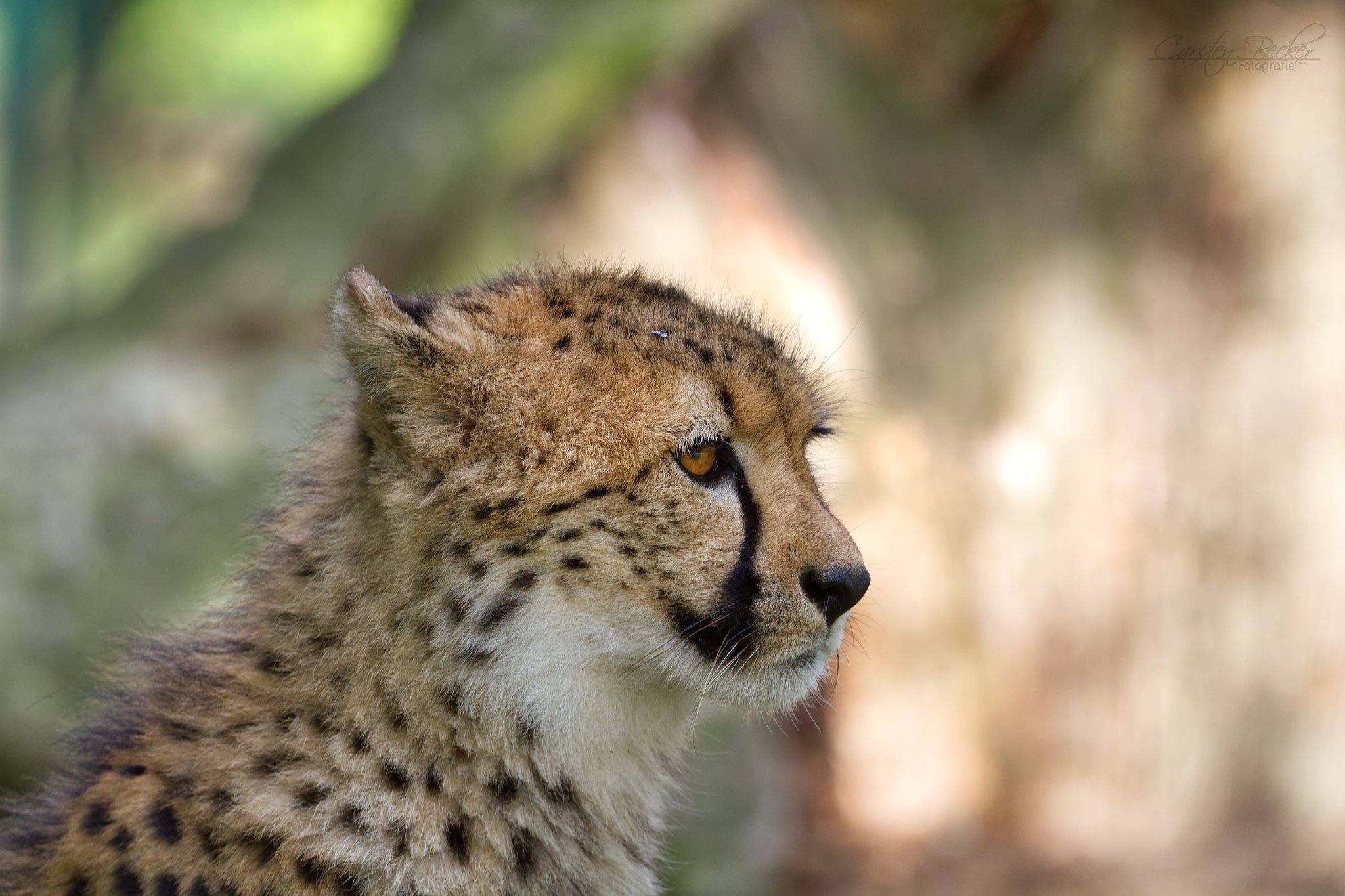 20190913_zoomuenster_gepard_078733856570449515830