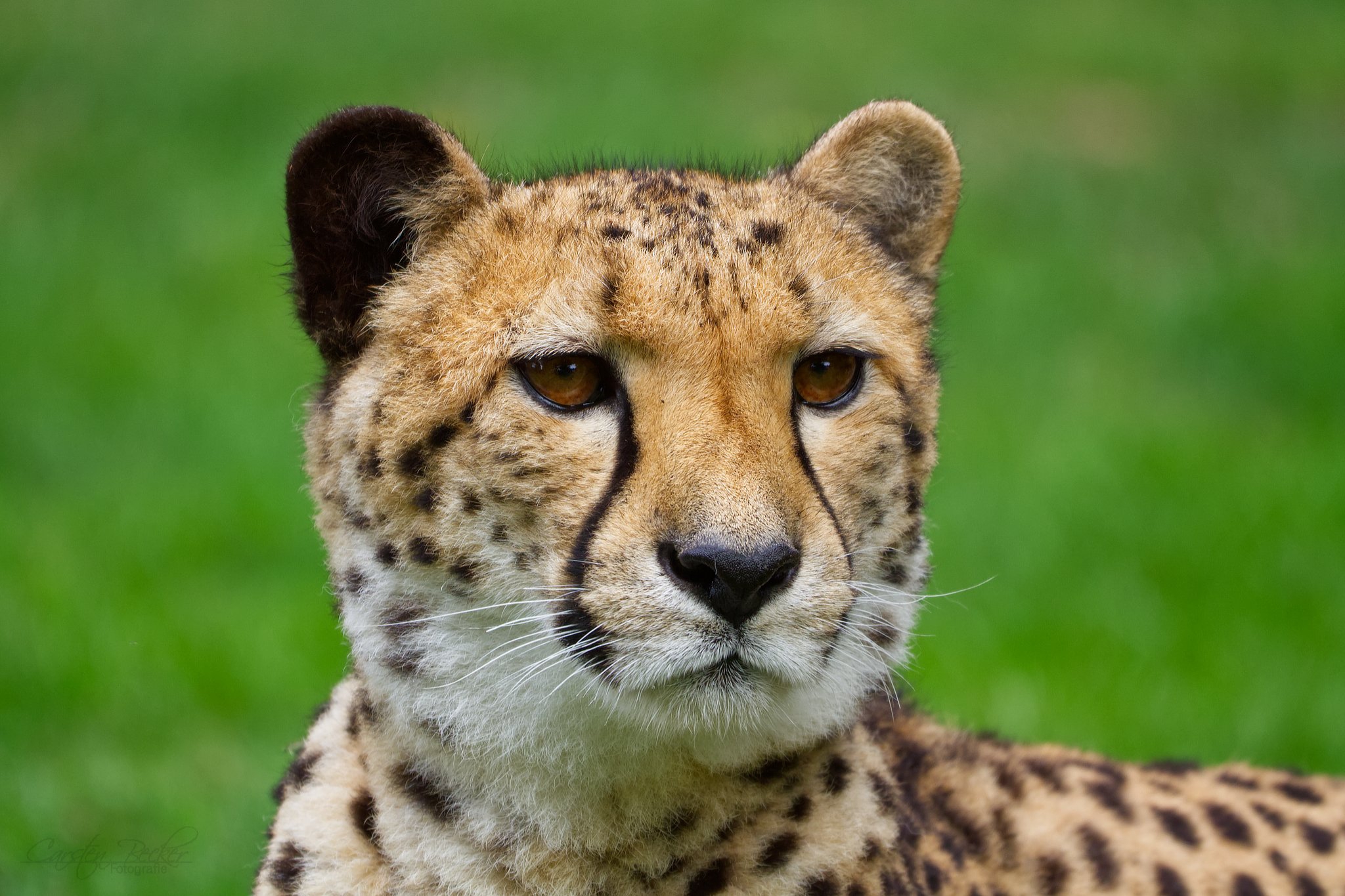 20190913_zoomuenster_gepard_083292245202413916703