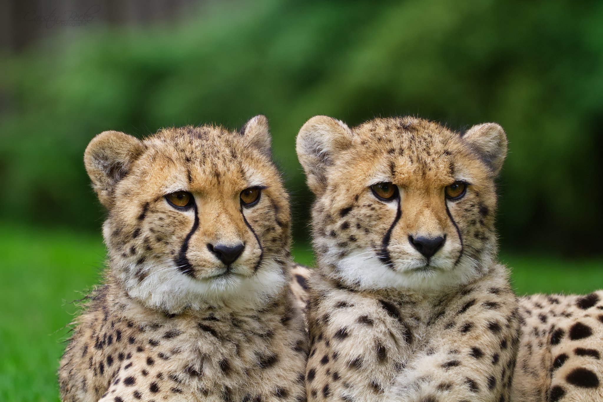20190913_zoomuenster_gepard_097571412395380751710