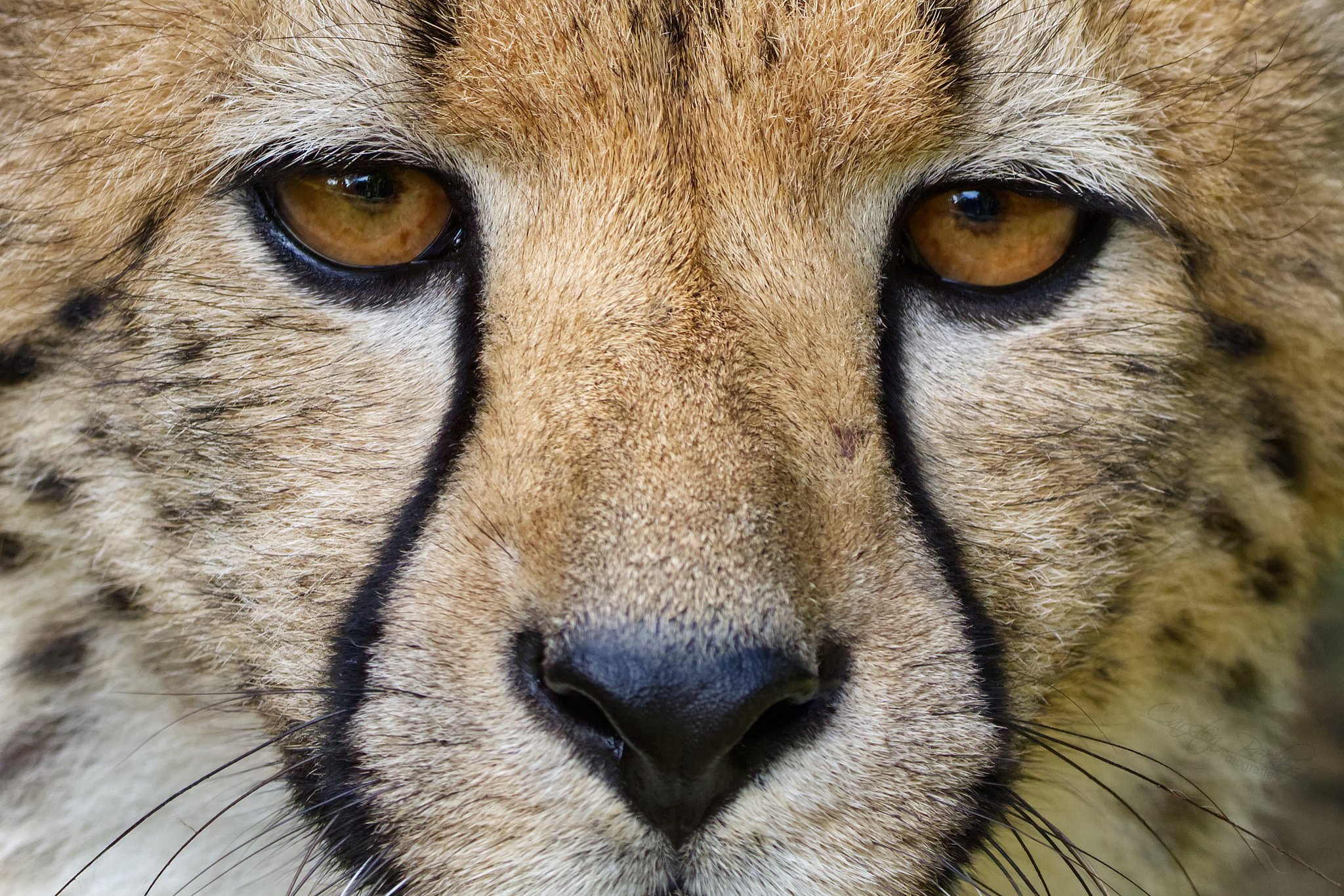 20190913_zoomuenster_gepard_147545333337733460030