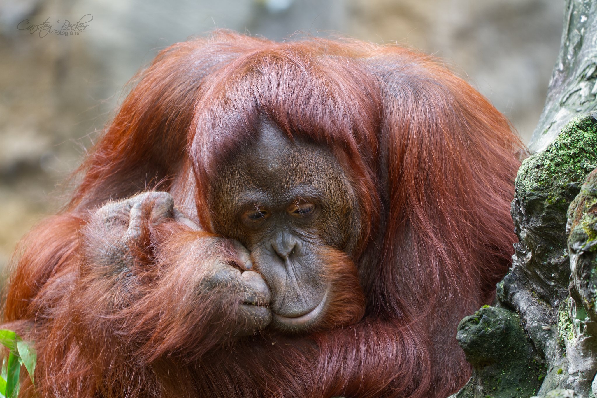 20190913_zoomuenster_orangutan_016904567802870608862