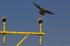 20180928_AMS_Falke_01