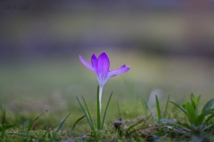 20190225_Krokus_01