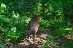 20200517_Amsel_01