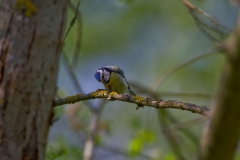 20200517_Blaumeise_01