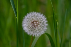 20200517_Pusteblume_01